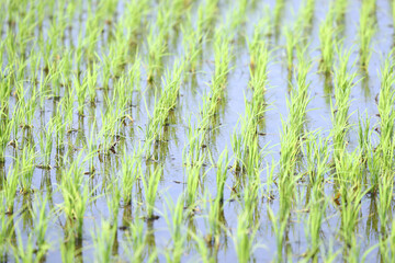 田植えが終わった田園風景