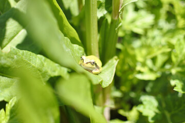 Japanese tree frog is squatting on a leaf of common sorrel and enjoy sunbathing. 