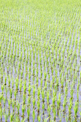 田植えが終わった田園風景