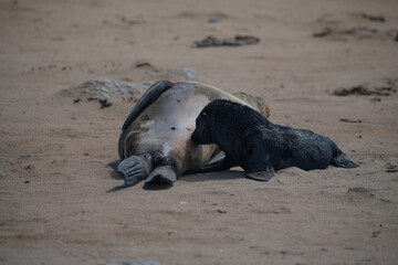 Fur seal Namibia South Africa