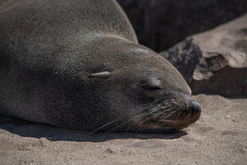 Fototapeta premium Fur seal Namibia South Africa