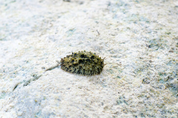One of the rare species of air breathing sea slug,the celtic sea slug,  Thailand.