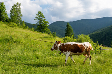 Fototapeta na wymiar cow in the mountains eats grass