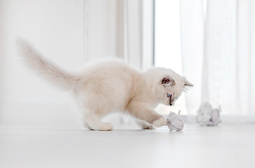 Ragdoll cat in light room