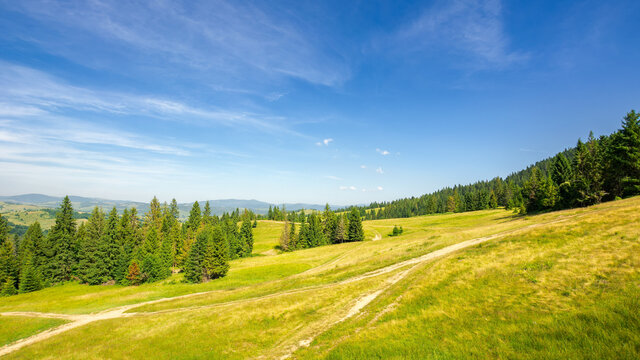 forested hill of carpathian mountains. trail through the meadow. sunny evening with blue sky above the distant ridge