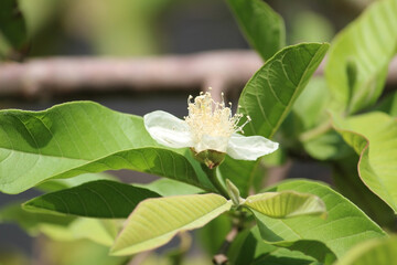 Obraz premium Guava plants white flower with green leaves