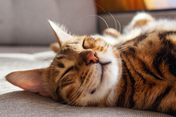 Bengal cat lying on sofa and smiling.