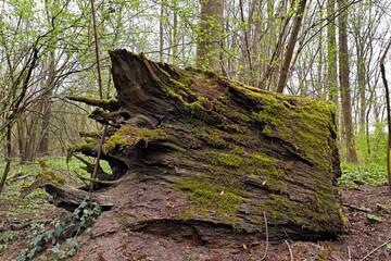 Alter abgestorbener Baumstumpf