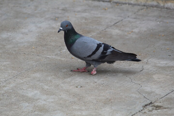 pigeon walking on the floor with it's one leg and another leg has no feet.