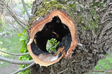 Naturaleza