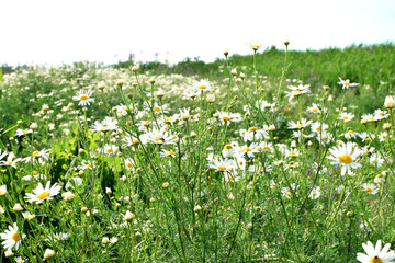 Field of camomiles at sunny day at nature. Camomile daisy flowers in summer day. Medicinal chamomile