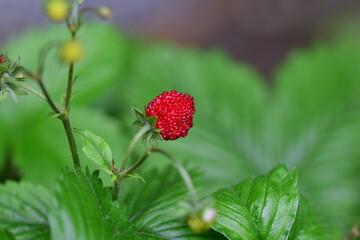 Ripe red strawberry on the stem in the bush