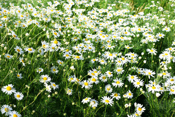 Field of camomiles at sunny day at nature. Camomile daisy flowers in summer day. Medicinal chamomile