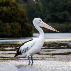 Australian Pelican, Tomaga River, NSW, June 2021