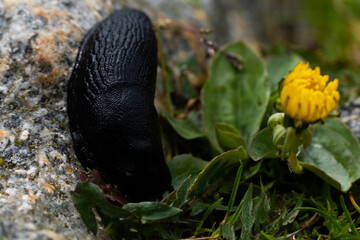 babosa pirenaica 