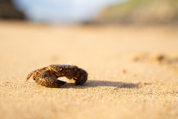 crab in the sand of a beach