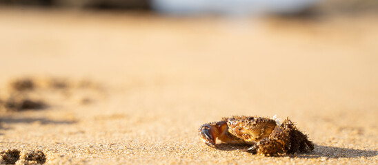 crab in the sand of a beach