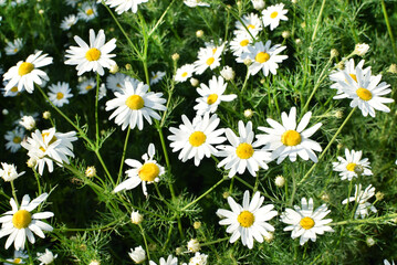 Field of camomiles at sunny day at nature. Camomile daisy flowers in summer day. Medicinal chamomile