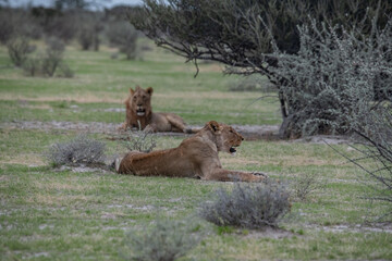 Lions Africa