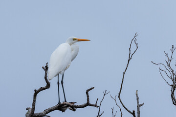 Great Egret, Tomaga River, NSW, June 2021