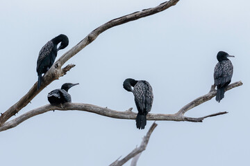 Little Black Cormorants, Tomaga River, NSW, June 2021