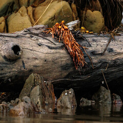 Seaweed on a log, Tomaga River, NSW, June 2021