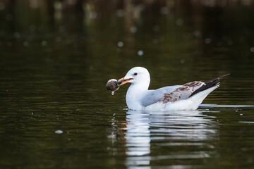 Immature Silver Gull with a Common Toadfish, Tomaga River, NSW, June 2021