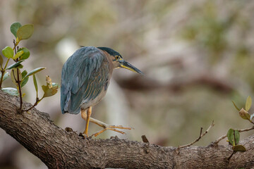 Striated Heron in a tree, Tomaga River, NSW, June 2021