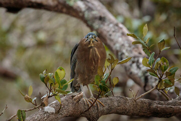 Striated Heron in a tree, Tomaga River, NSW, June 2021