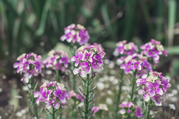 Fototapeta na wymiar Closeup of budding and flowering Erysimum linifolium 'Bowles Mauve' plants in the garden. The photo was taken in the beginning of the Dutch spring season.ю Natural background. Flowers background. 