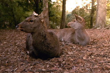 Two deer facing the same direction