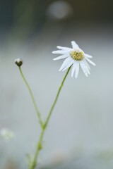 Frozen flower