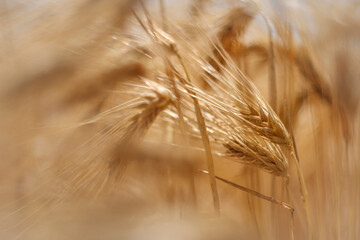 ripe wheat ears in the summer - 442113235
