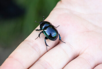 black shiny beatle on a hand