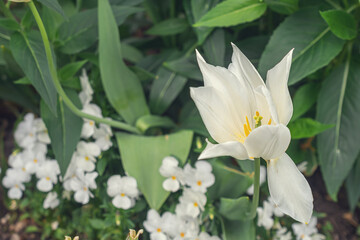 macro photography of white lily flowersю Natural background. Flowers background. Beautiful neutral colors