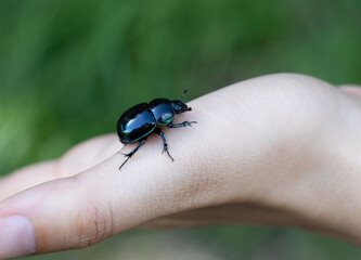 black shiny beatle on a hand