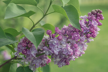 lilac flowers. Syringa vulgaris (common lilac). Spring photography