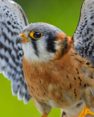 A male American Kestrel flaps its wings - Ontario, Canada 