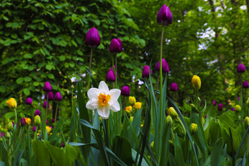 Daffodil and purple tulips