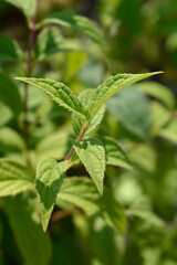 Deutzia Mont Rose