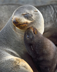 A mother and cub Antarctic Fur Seal bonding - South Georgia