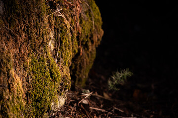 tree trunk in the light