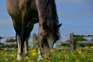 Fat happy pony grazing in the meadow. 