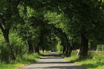 Fototapeta na wymiar Scenic landscape with road and trees in Poland (Lubockie near Kochanowice)