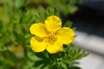 Shrubby Cinquefoil Goldfinger