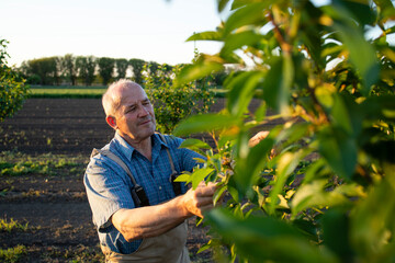 Hardworking senior agronomist checking health of tree leaves in orchard.