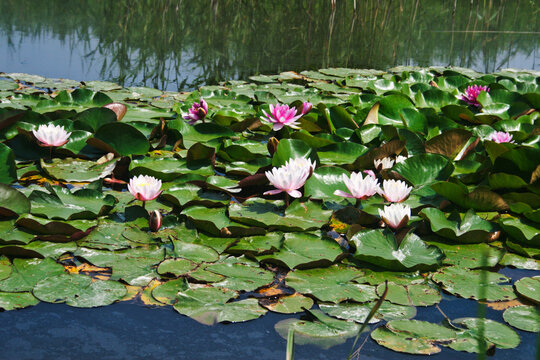 Pink lotuses in a lake . Candid.