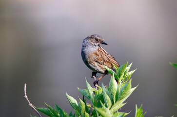 Dunnock perching on a branch