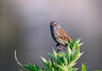 Dunnock perching on a branch