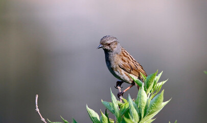 Dunnock perching on a branch
